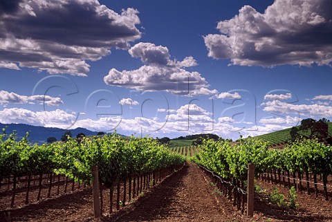 Vineyard in the Rutherford Bench  district Napa Valley California