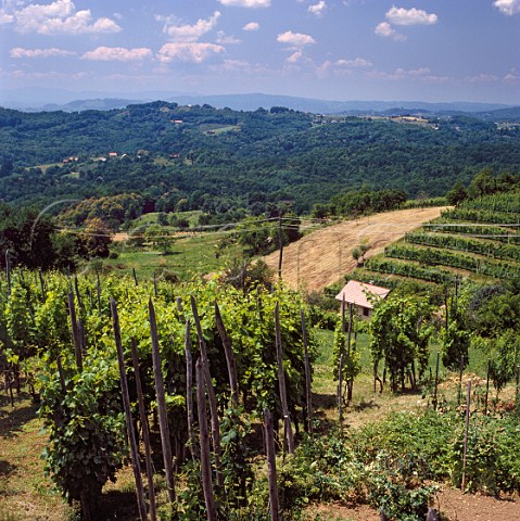 Vineyards at Nova Gora near Krsko Slovenia