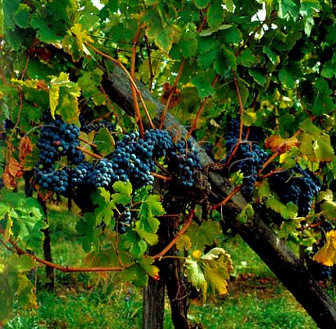 Ripe grapes in vineyard at Nova Gora near Krsko  Slovenia