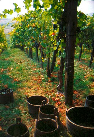 Harvest time in vineyard at Nova Gora   near Krsko 100km east of Ljubljana   Slovenia