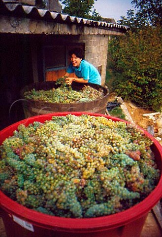 Harvested grapes ready for delivery to the cooperative winery Nova Gora near Krsko 100km east of Ljubljana Slovenia