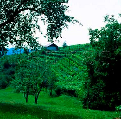 Vineyard near Krsko Slovenia