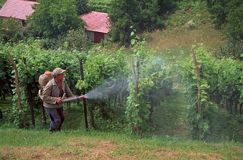 Spraying vines Slovenia