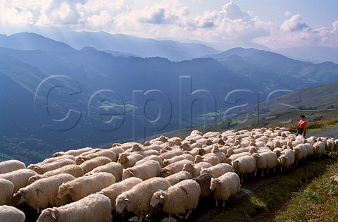 Pays Basque moving flock of sheep along road in the PyrnesAtlantiques France