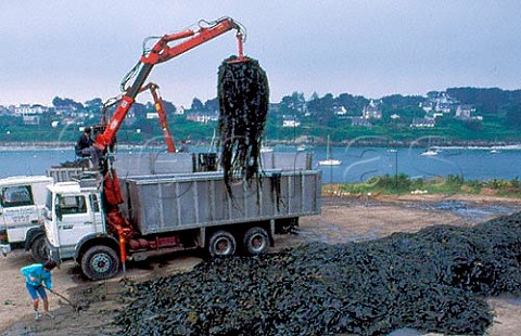 Loading seaweed onto lorry by the Aber   Benoit Aber  deep narrow estuary   Finistere France  Brittany