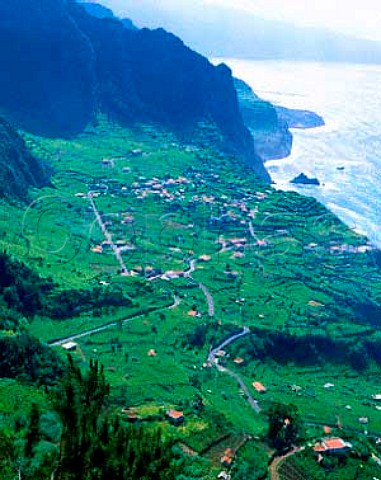 Vineyards near Santana on the north coast of Madeira