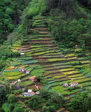 Terraced agriculture and vineyards in forest clearing Madeira