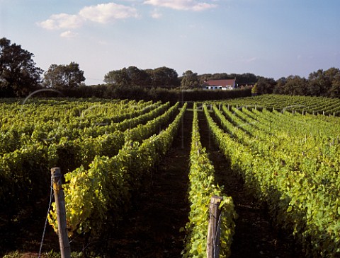 Ditchling Vineyards Ditchling Sussex England