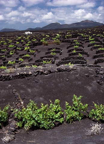 Stone windbreaks protect vines growing in black volcanic soil Lanzarote Canary Islands
