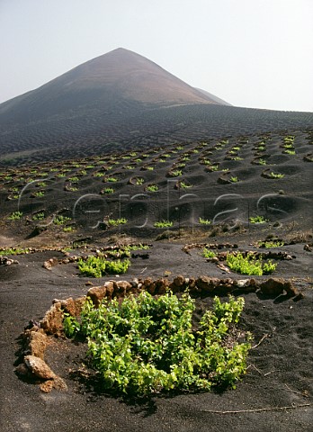Stone windbreaks protect vines growing in black volcanic soil Lanzarote Canary Islands