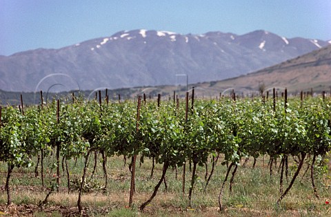 Vineyard of Golan Heights Winery  Golan Heights Israel