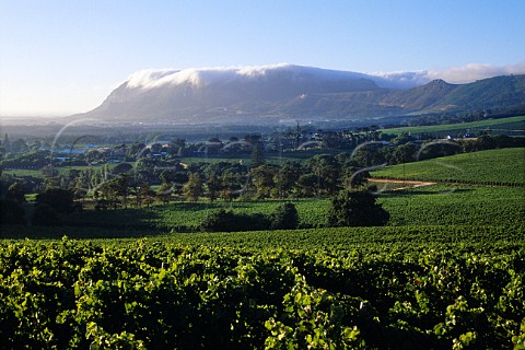 Vineyards of Klein Constantia Cape   Province South Africa Constantia WO