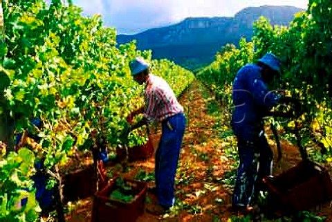 Harvest time in vineyard of Klein   Constantia Cape Province South Africa   Constantia WO