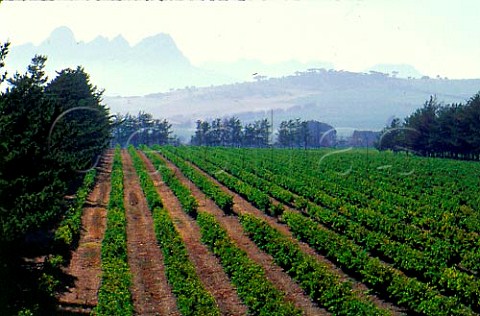 Vergenoegd Estate vineyards    Stellenbosch Cape Province South Africa