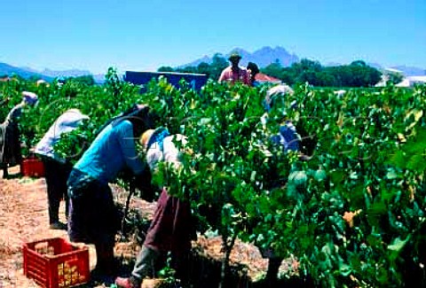 Harvest time in vineyard of Villiera   winery Paarl South Africa