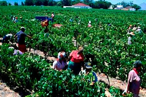 Harvest time in vineyard of Villiera   winery Paarl Cape Province South   Africa