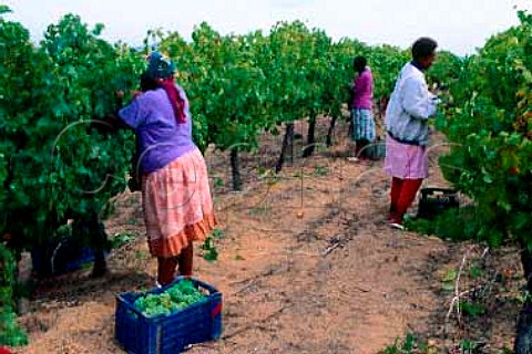 Harvesting in vineyard of Avontuur   Stellenbosch Cape Province   South Africa