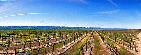 Gallo vineyards near King City Monterey Co   California