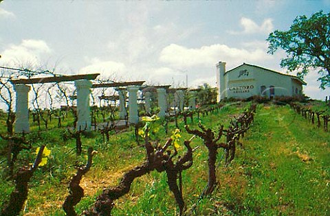 Vineyards at Castoro Cellars Paso   Robles San Luis Obispo Co California