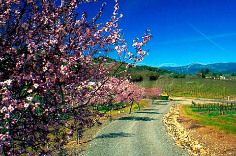 Springtime in vineyard Alexander   Valley Sonoma Co California