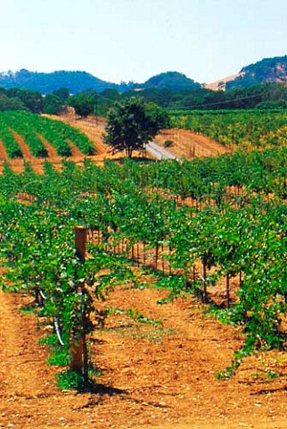 Vineyards in Knights Valley AVA Sonoma   Co California