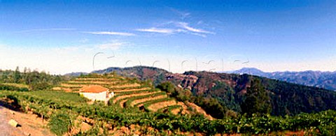 Barnett Vineyard and Winery on Spring Mountain   StHelena Napa Co California   Spring Mountain   AVA