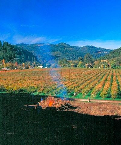 Burning phylloxera infected vines St Helena  Napa Valley California