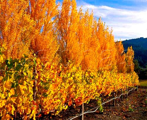 Autumn colours in vineyard of Clos Pegase   Calistoga Napa Valley California