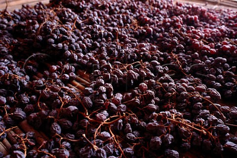 Shrivelled grapes for Amarone   Valpolicella Italy