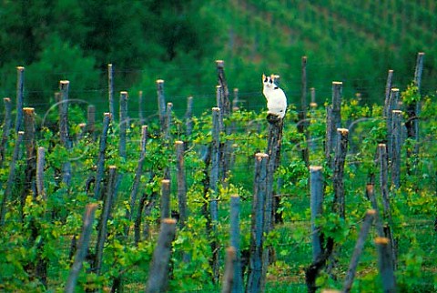 Cat on stake in vineyard at San Floriano   del Collio Friuli Italy DOC Collio