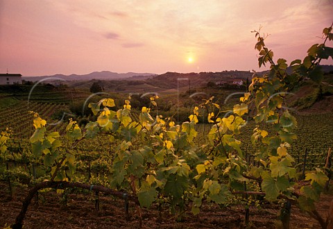 Sunset over vineyard near Oslavia   Friuli Italy DOC Collio