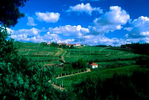 Quinta da Tamariz Barcelos Minho   Portugal Vinho Verde
