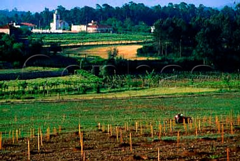 Planting new vineyard at Quinta da   Tamariz Barcelos Minho Portugal   Vinho Verde