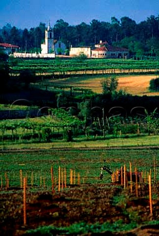 Planting new vineyard at Quinta da   Tamariz Barcelos Minho Portugal   Vinho Verde