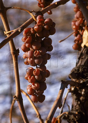 Riesling grapes left on the vine for Ice Wine in vineyard of Stoney Ridge Cellars Winona Ontario province Canada