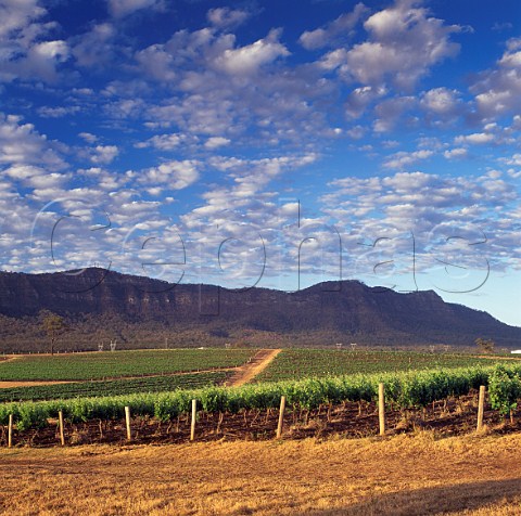 McGuigan Brothers vineyards Pokolbin New South Wales Australia Lower Hunter Valley