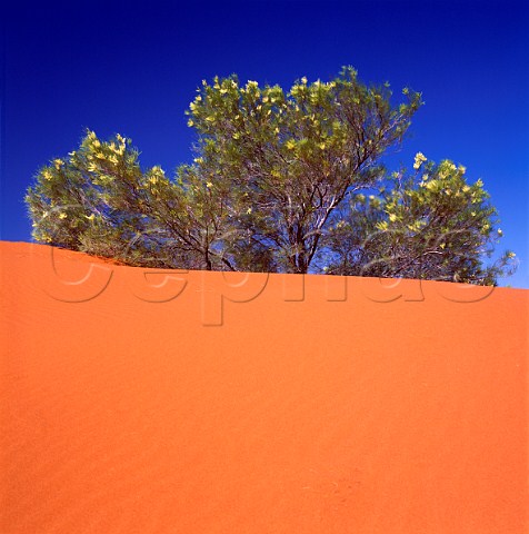 Strzelecki Desert South Australia