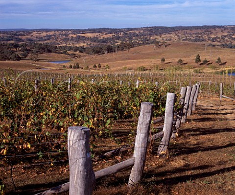 Vineyard of Bloodwood Estate Orange New South Wales Australia