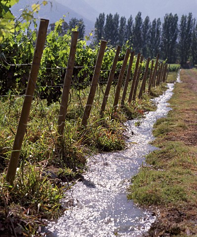 Irrigation in vineyard of Vina Aquitania in the   Upper Maipo Valley Chile