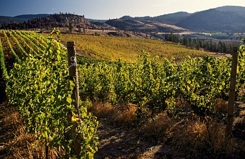 Vineyards of Wild Goose Winery Okanagan   Valley British Columbia Canada