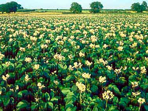 Field of potatoes in flower Skepton Beauchamp   Somerset
