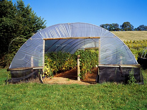 Cabernet Sauvignon vines in plastic tunnel to aid   ripening    Moorlynch Vineyard Somerset England