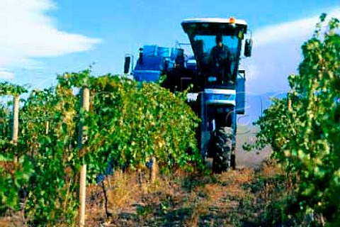 Machine harvesting in vineyard of Trapiche   Penaflor Tupungato Valley Argentina  Mendoza   province