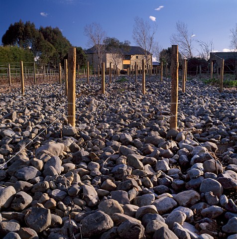 The stone covered Ata Rangi vineyard Martinborough New Zealand