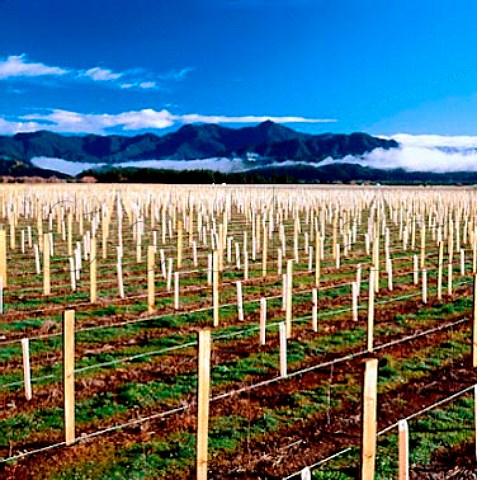 Seresin Estate vineyard near Renwick Marlborough   New Zealand
