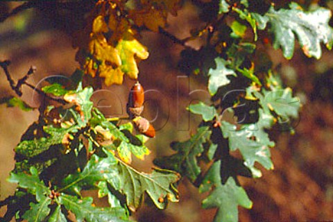 Acorns and leaves of the English Oak