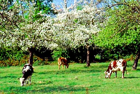 Cows in apple orchard Normandy France
