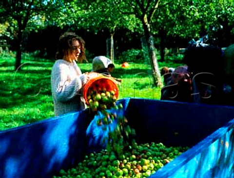 Harvesting cider apples Over Stratton Somerset