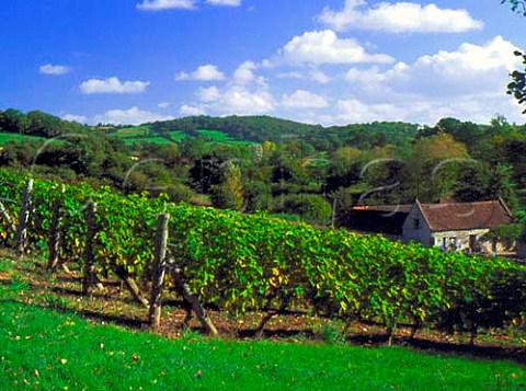 Wooton Vineyard Somerset England