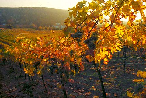 Vineyard at Neustift am Walde Vienna   Austria